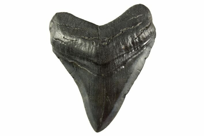 Fossil Megalodon Tooth - South Carolina #331473
